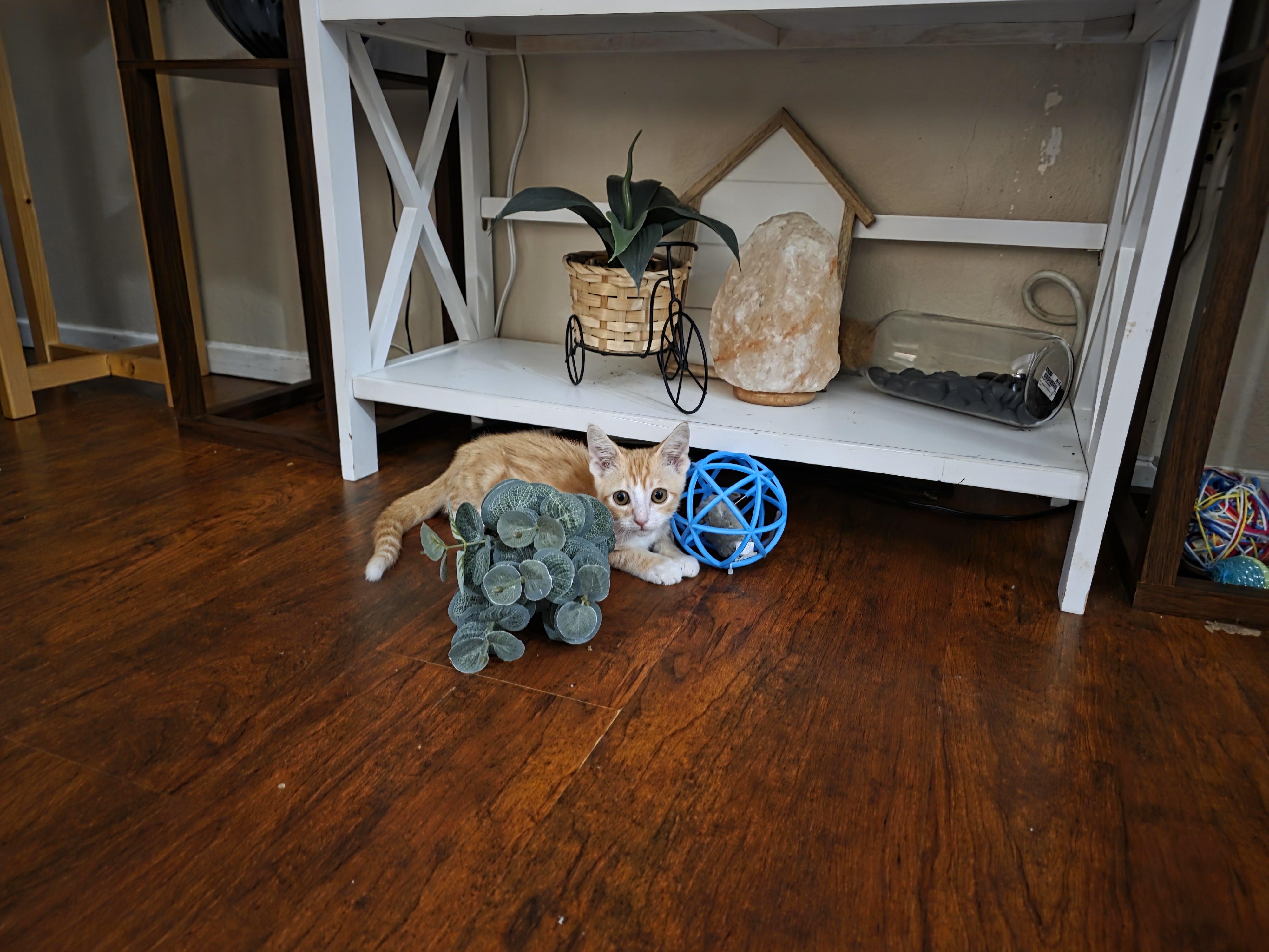 Enlarge Yoda, a ADOPTABLE Domestic Short Hair in Vacaville, CA image 5/5