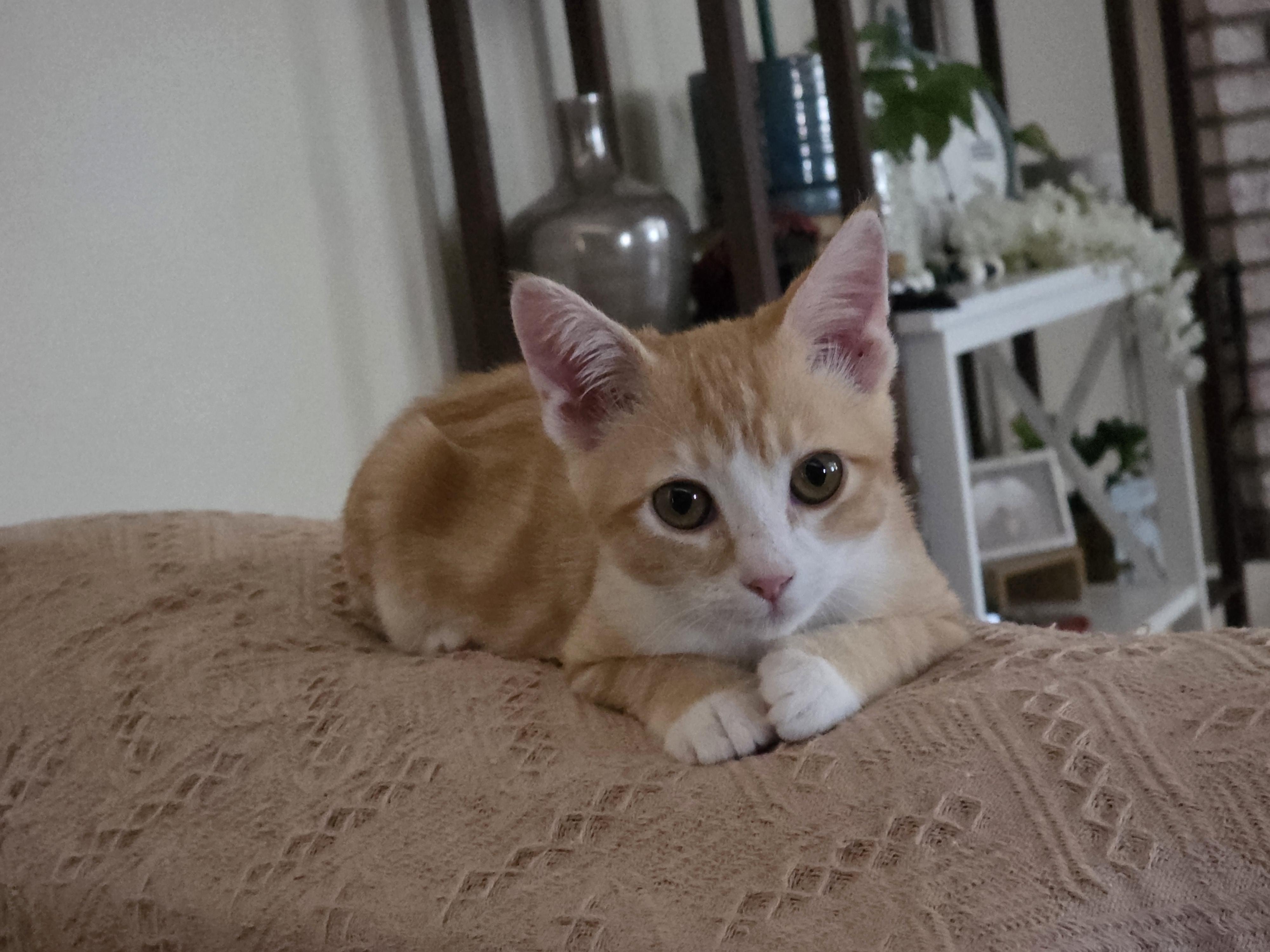 Enlarge Yoda, a ADOPTABLE Domestic Short Hair in Vacaville, CA image 2/5