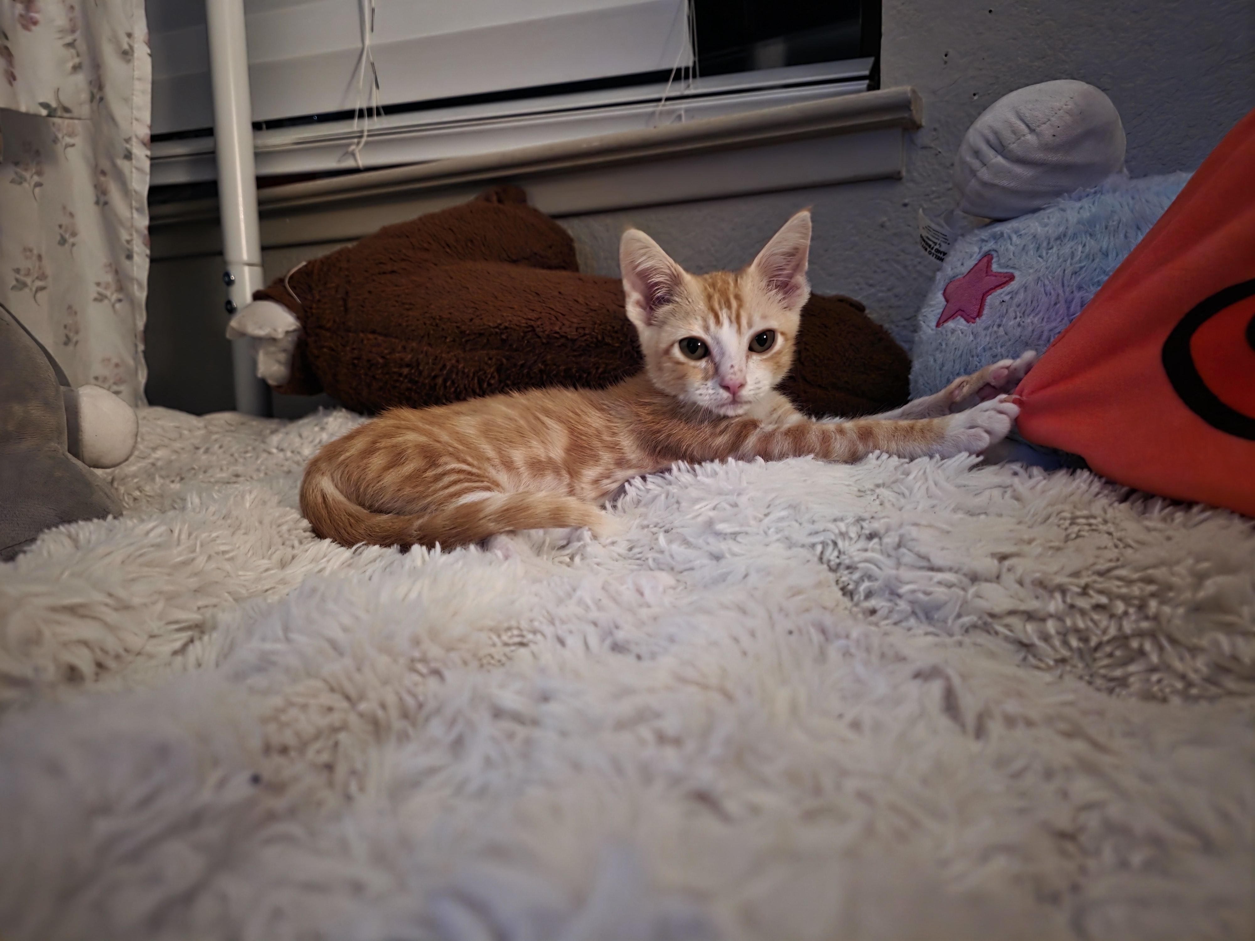 Enlarge Yoda, a ADOPTABLE Domestic Short Hair in Vacaville, CA image 3/5