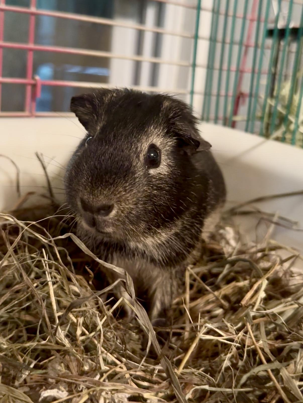 Enlarge River, a Adoptable Guinea Pig in Salisbury Mills, NY image 1/1
