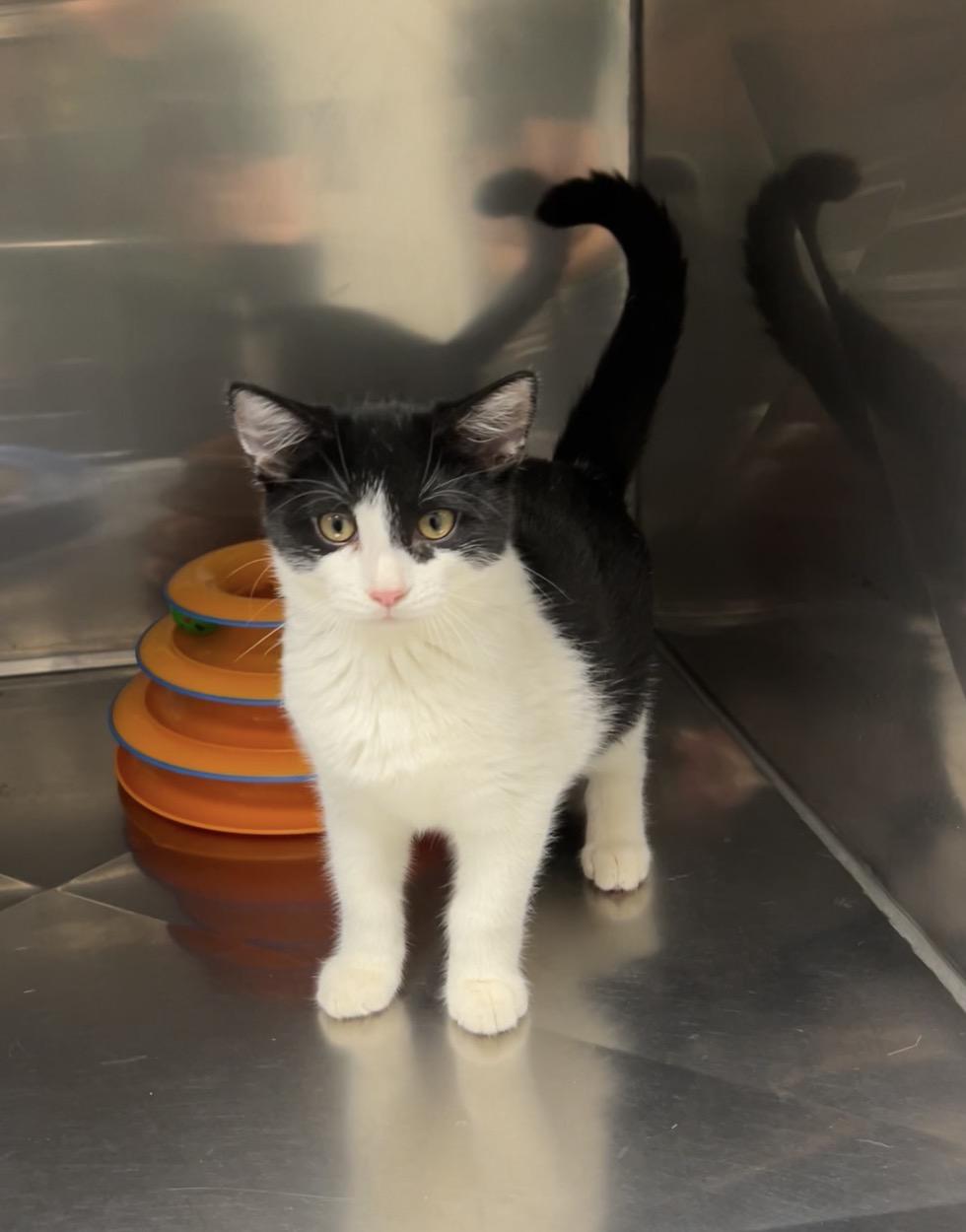 Churro, a Adoptable Domestic Short Hair in Montville, NJ image 3/4