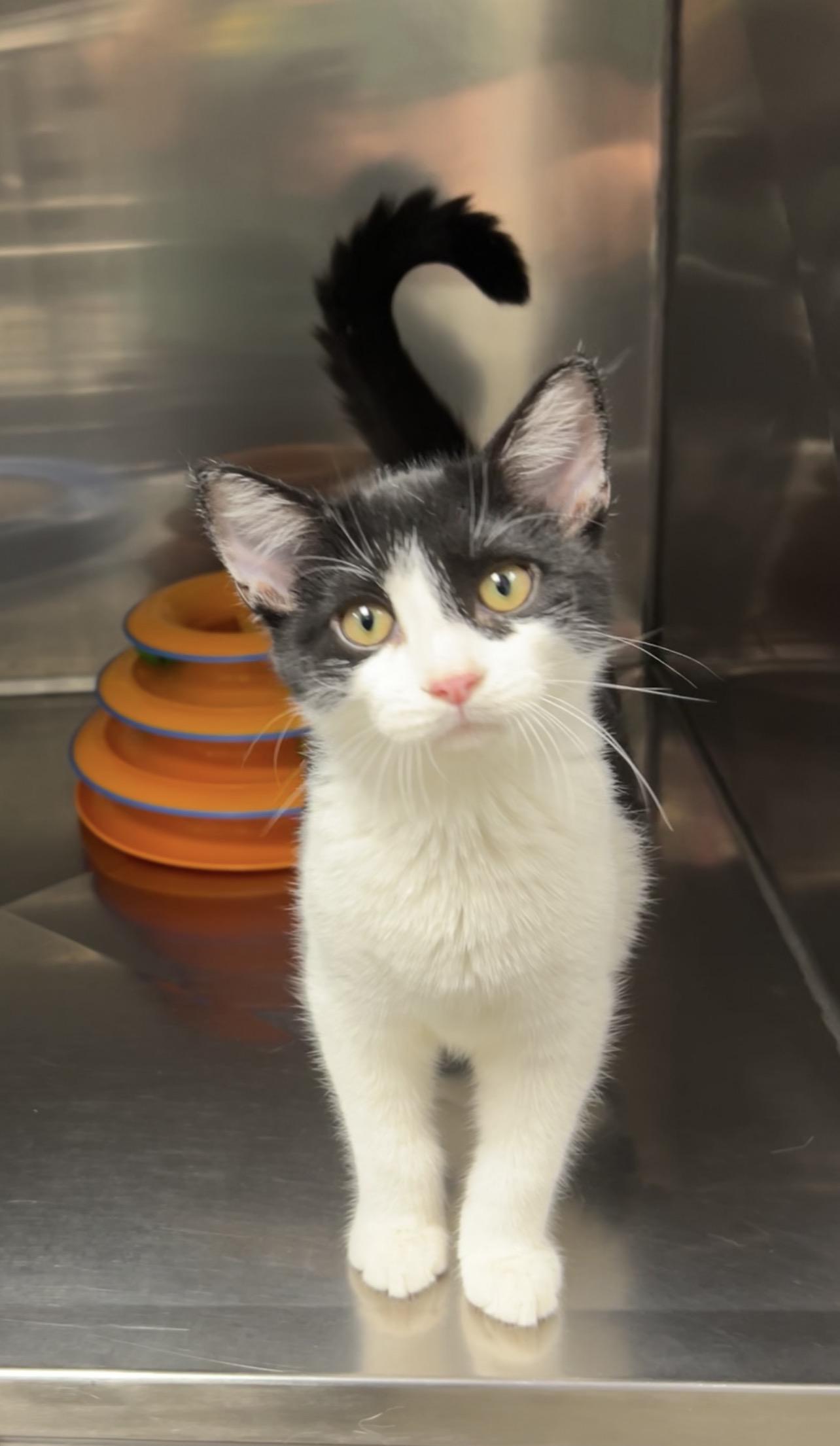Churro, Adoptable, Kitten Male Domestic Short Hair.