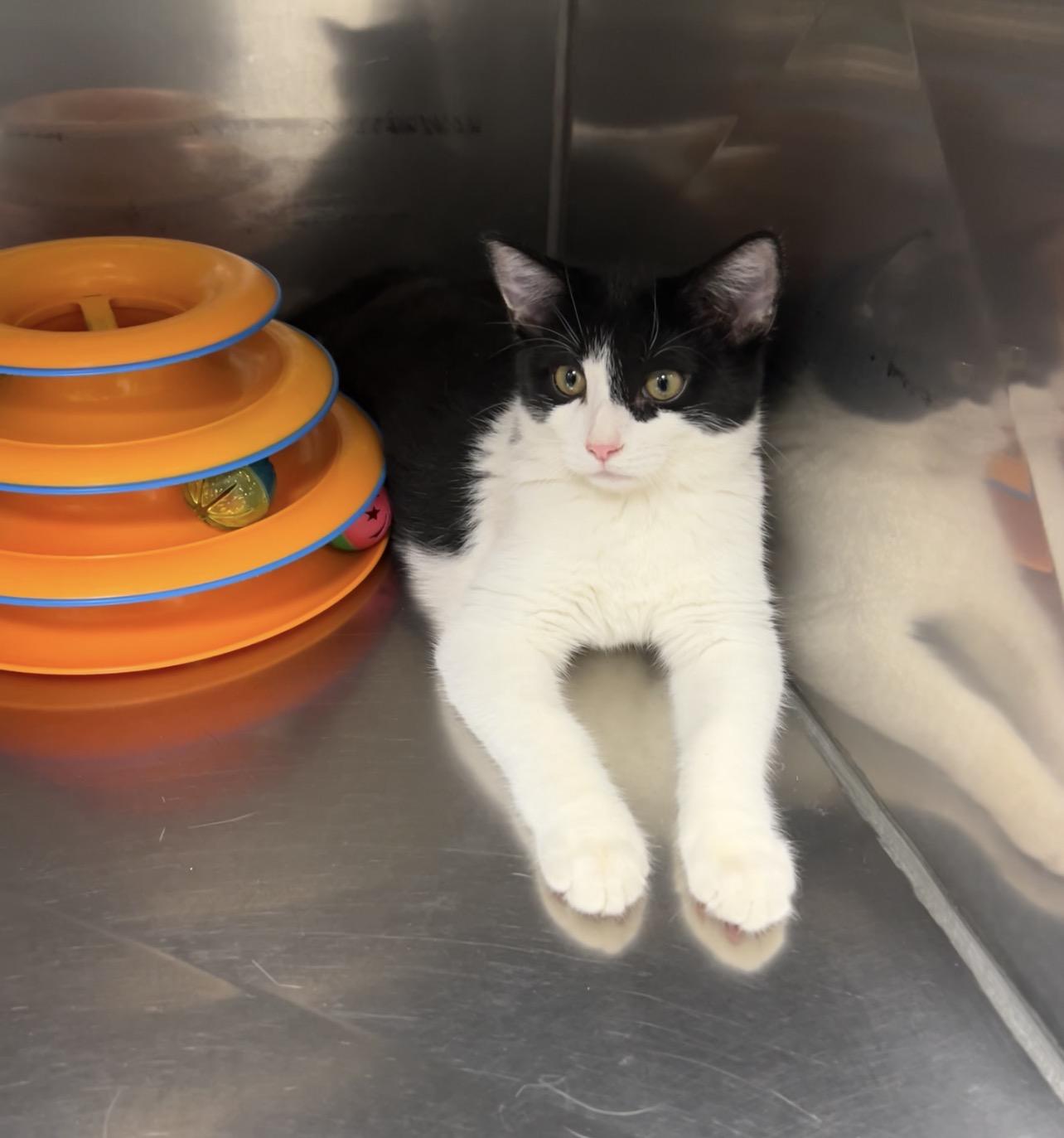 Churro, a Adoptable Domestic Short Hair in Montville, NJ image 4/4