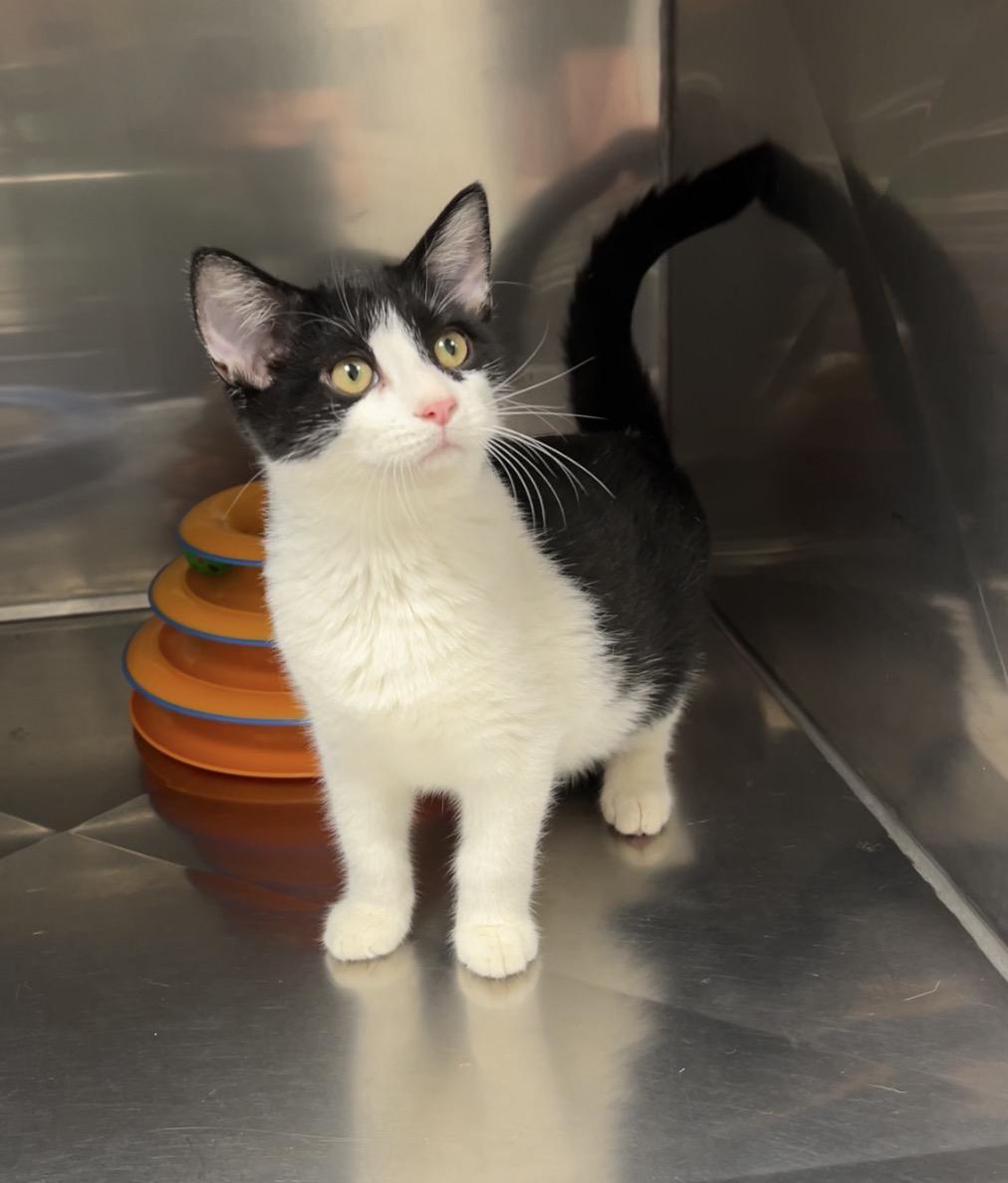 Churro, a Adoptable Domestic Short Hair in Montville, NJ image 2/4