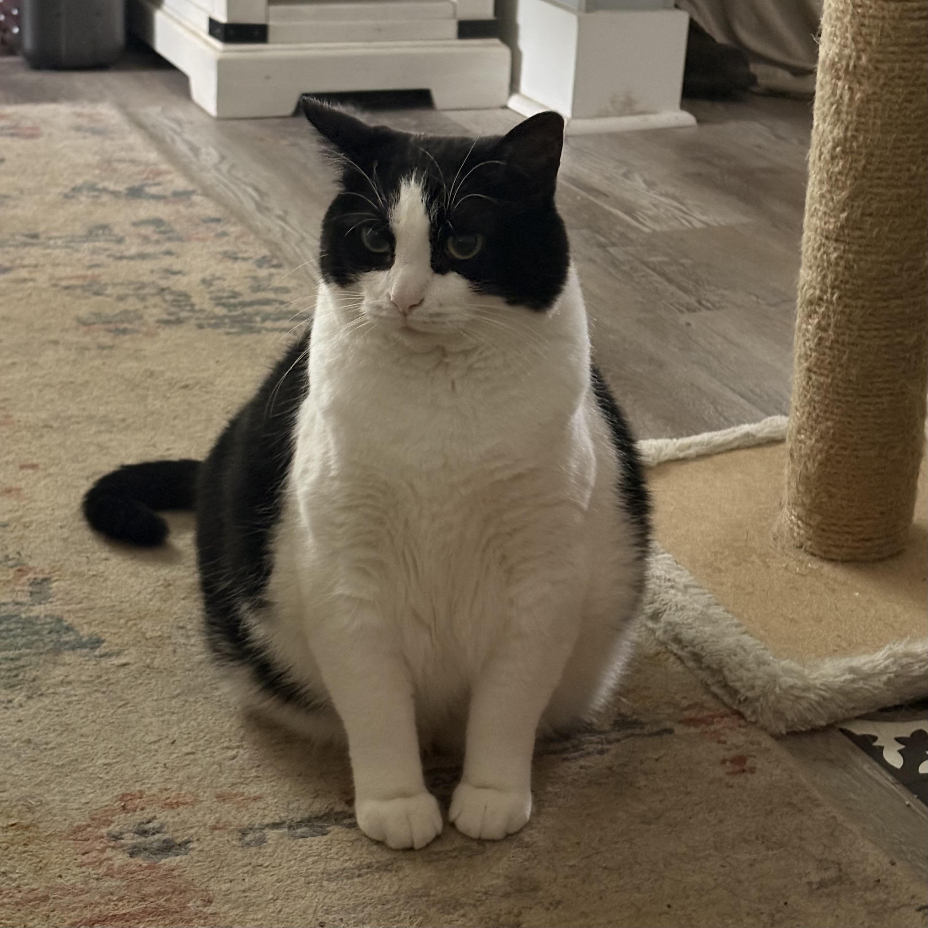 Bandit, adopted, Adult Male Domestic Short Hair.