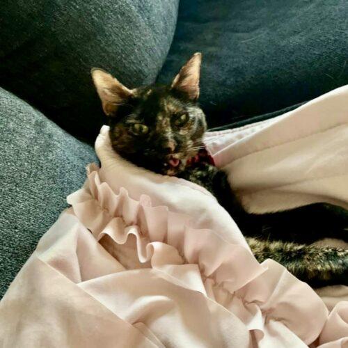 Lola, Adoptable, Adult Female Domestic Short Hair.