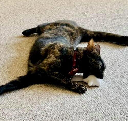 Enlarge Lola, a Adoptable Domestic Short Hair in Seven Valleys, PA image 2/4