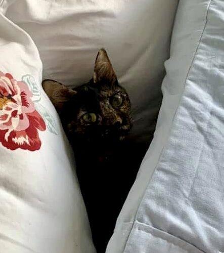 Enlarge Lola, a Adoptable Domestic Short Hair in Seven Valleys, PA image 3/4