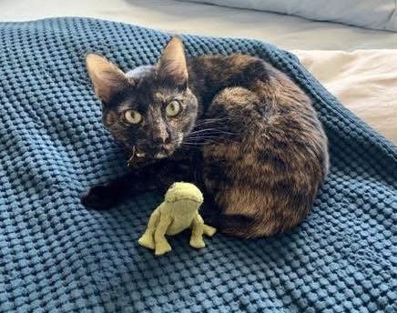 Enlarge Lola, a Adoptable Domestic Short Hair in Seven Valleys, PA image 4/4