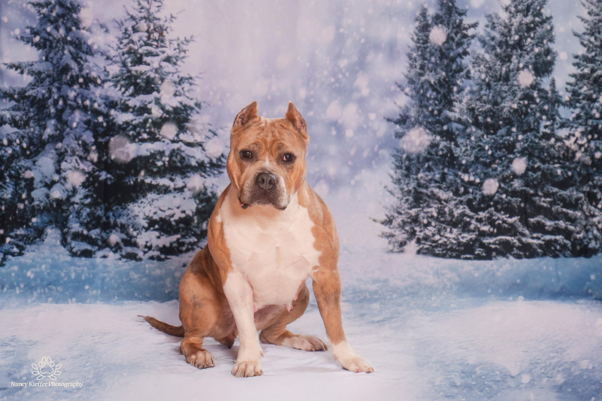 Tatum, adoptable, Young Female Terrier.