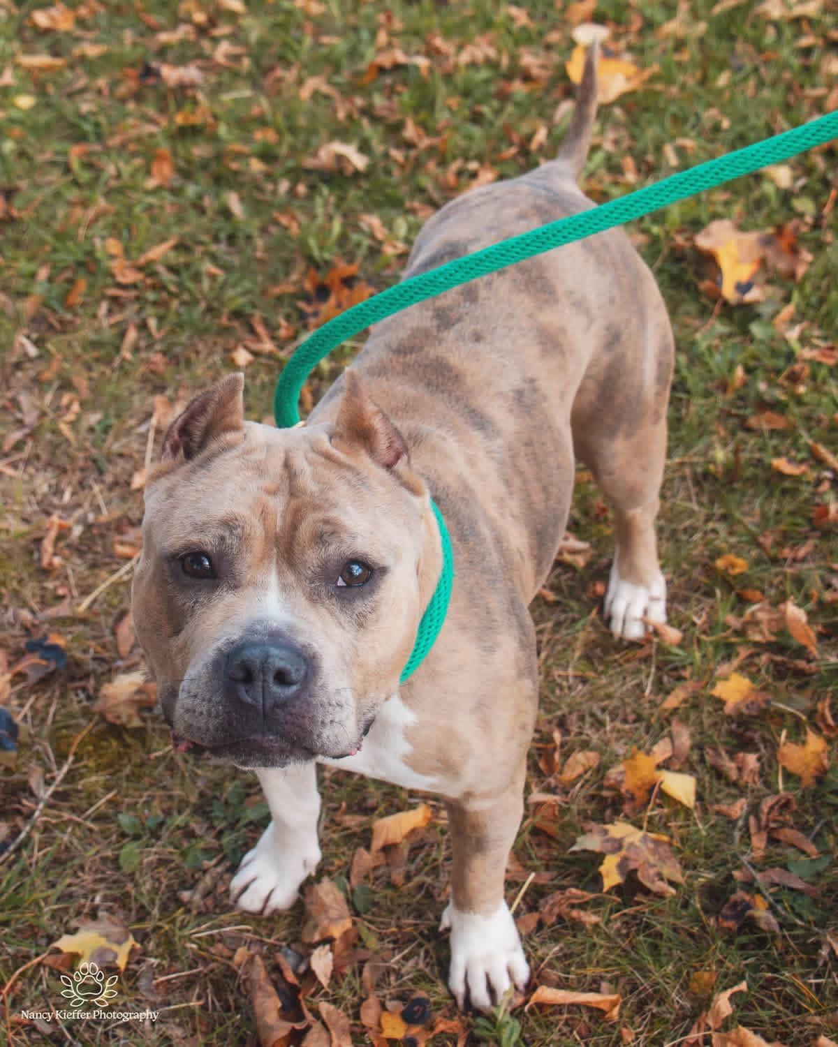 Enlarge Tatum, an adoptable mixed breed in Jamesville, NY image 2/5