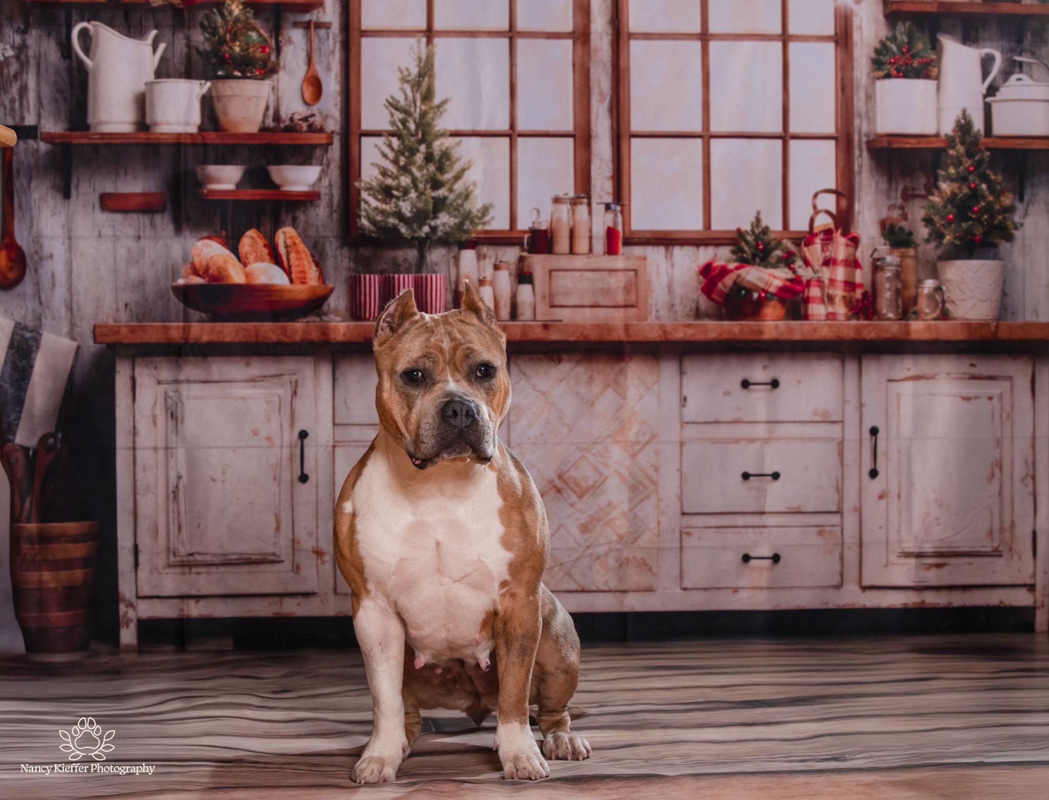 Enlarge Tatum, an adoptable mixed breed in Jamesville, NY image 4/5