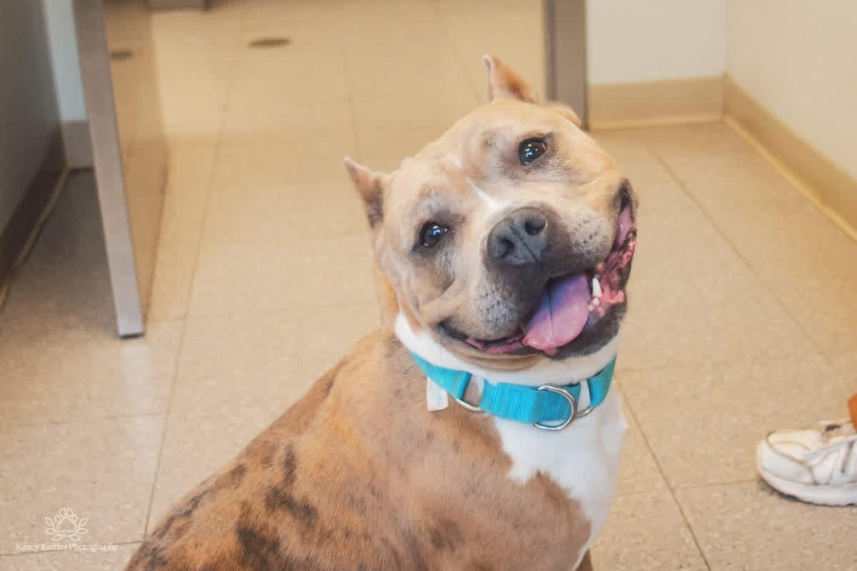 Enlarge Tatum, an adoptable mixed breed in Jamesville, NY image 5/5