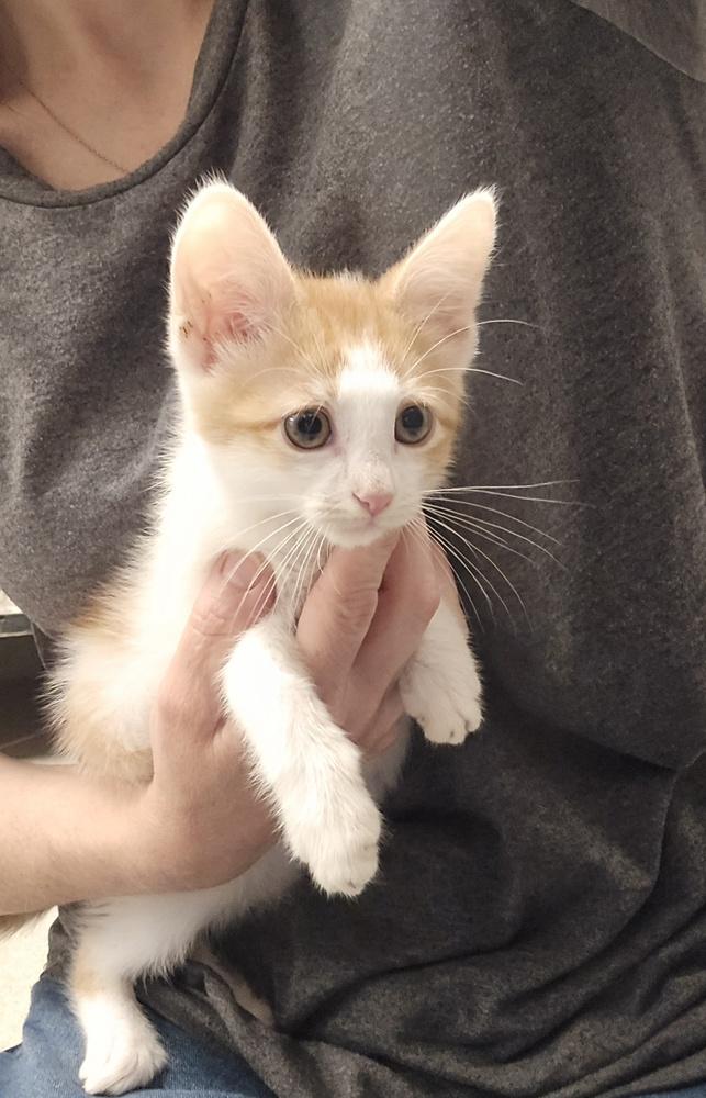 Cosmo, Adopted, Kitten Male Domestic Short Hair.