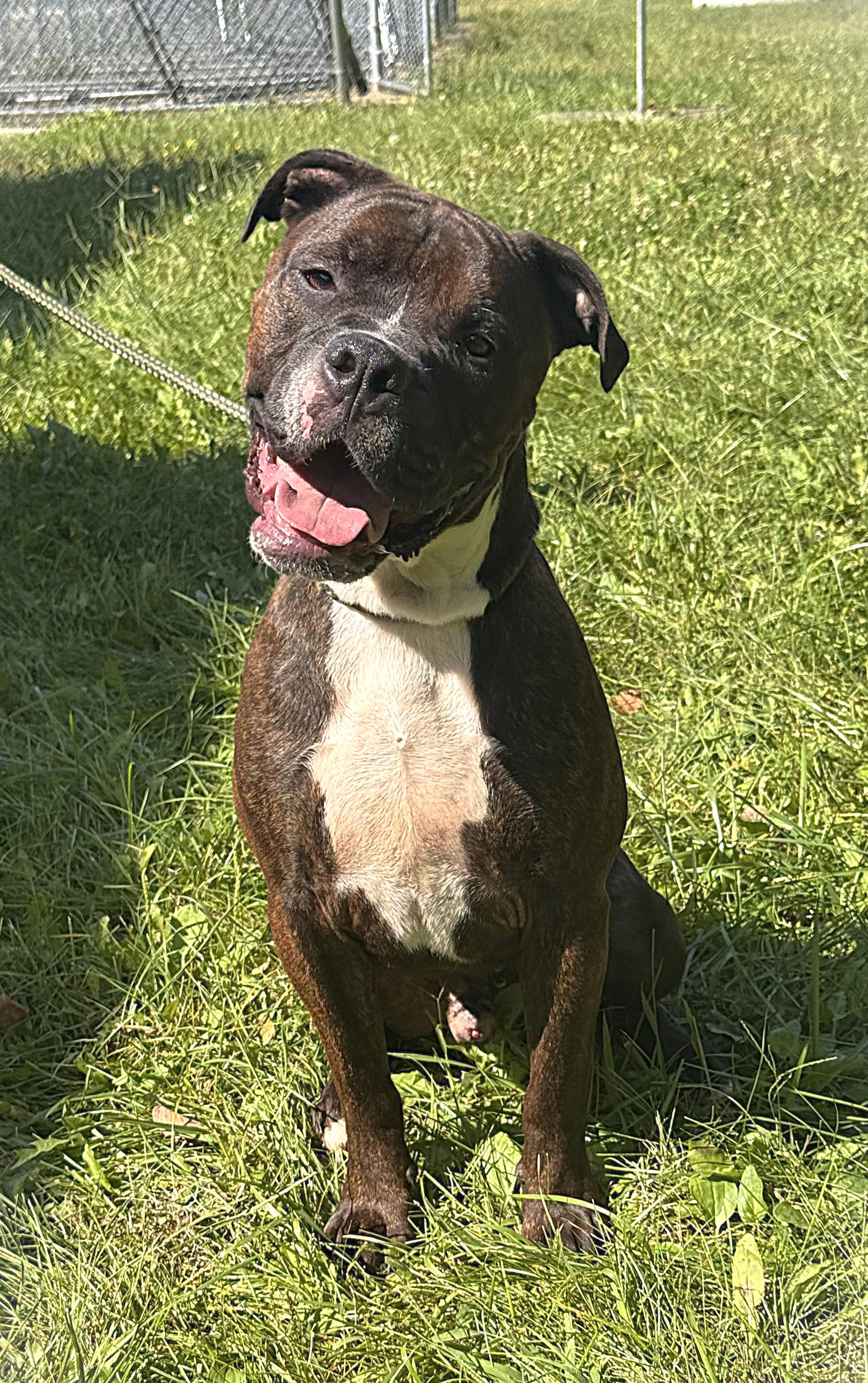 Enlarge BRADY, a Adoptable mixed breed in Beechbottom, WV image 2/2