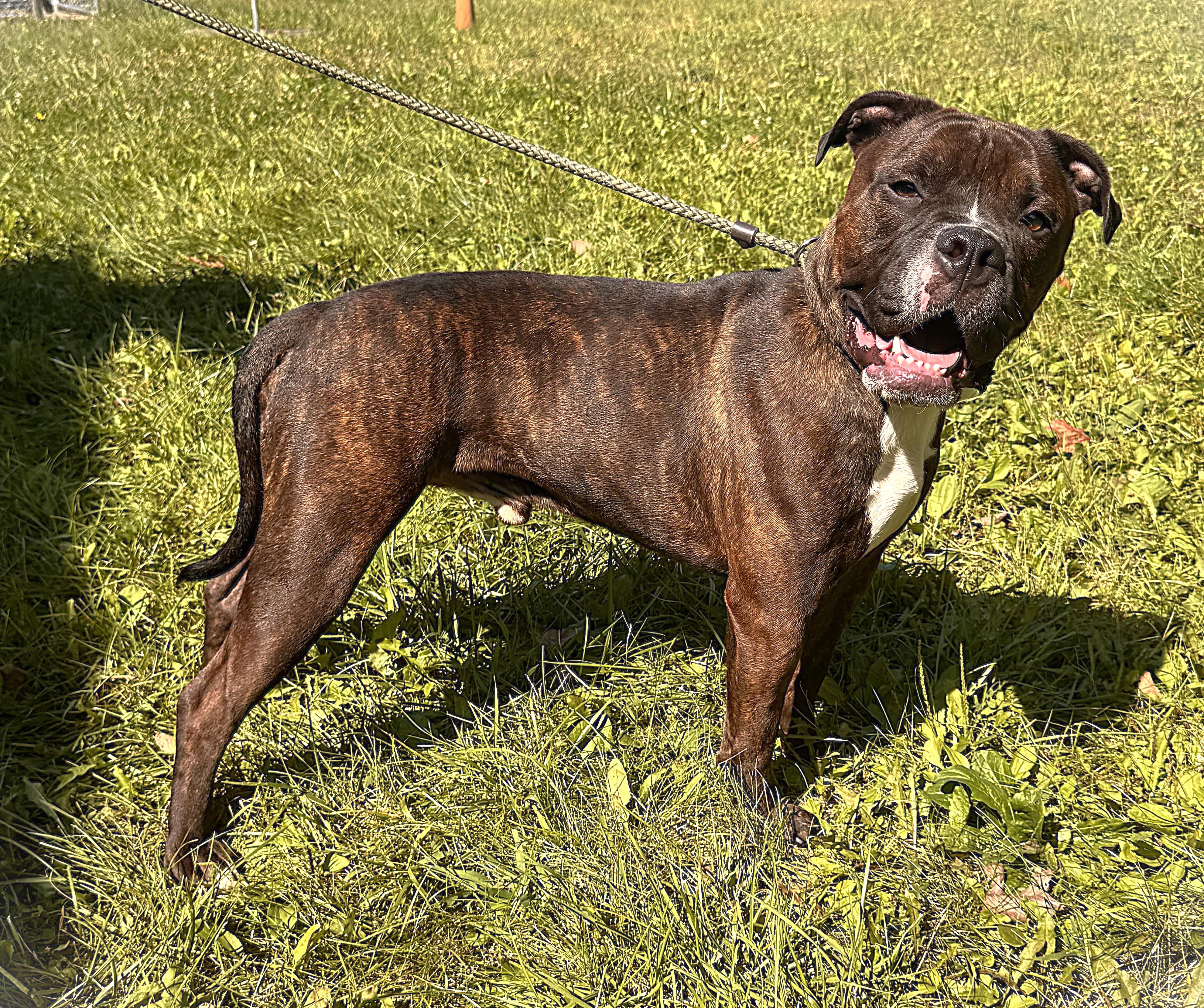 BRADY, Adoptable, Adult Male Boxer.