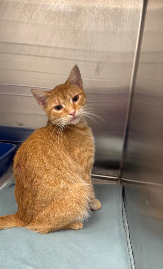 Merida, a Adoptable Domestic Short Hair in Frankfort, KY image 3/3