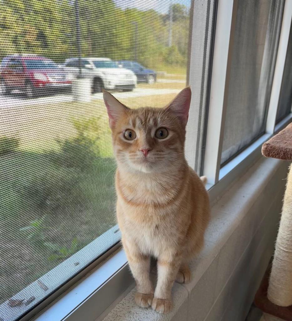 Merida, a Adoptable Domestic Short Hair in Frankfort, KY image 2/3