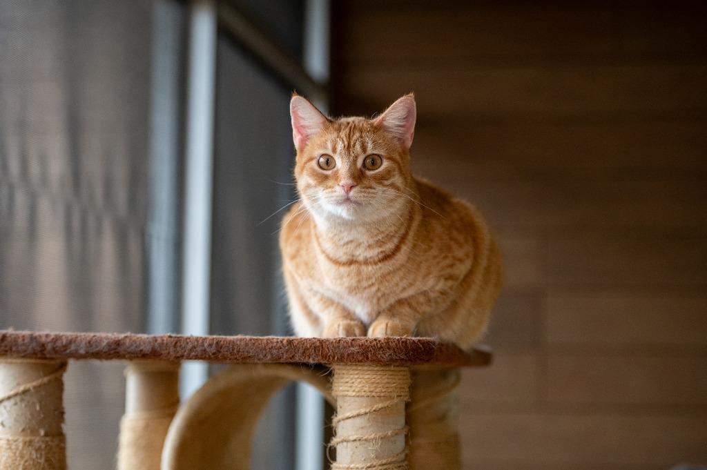 Merida, a Adoptable Domestic Short Hair in Frankfort, KY image 1/3