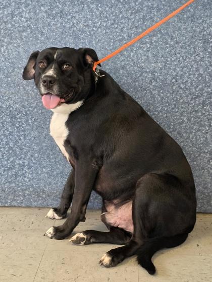 Costa, Adopted, Adult Male Labrador Retriever & Pit Bull Terrier.