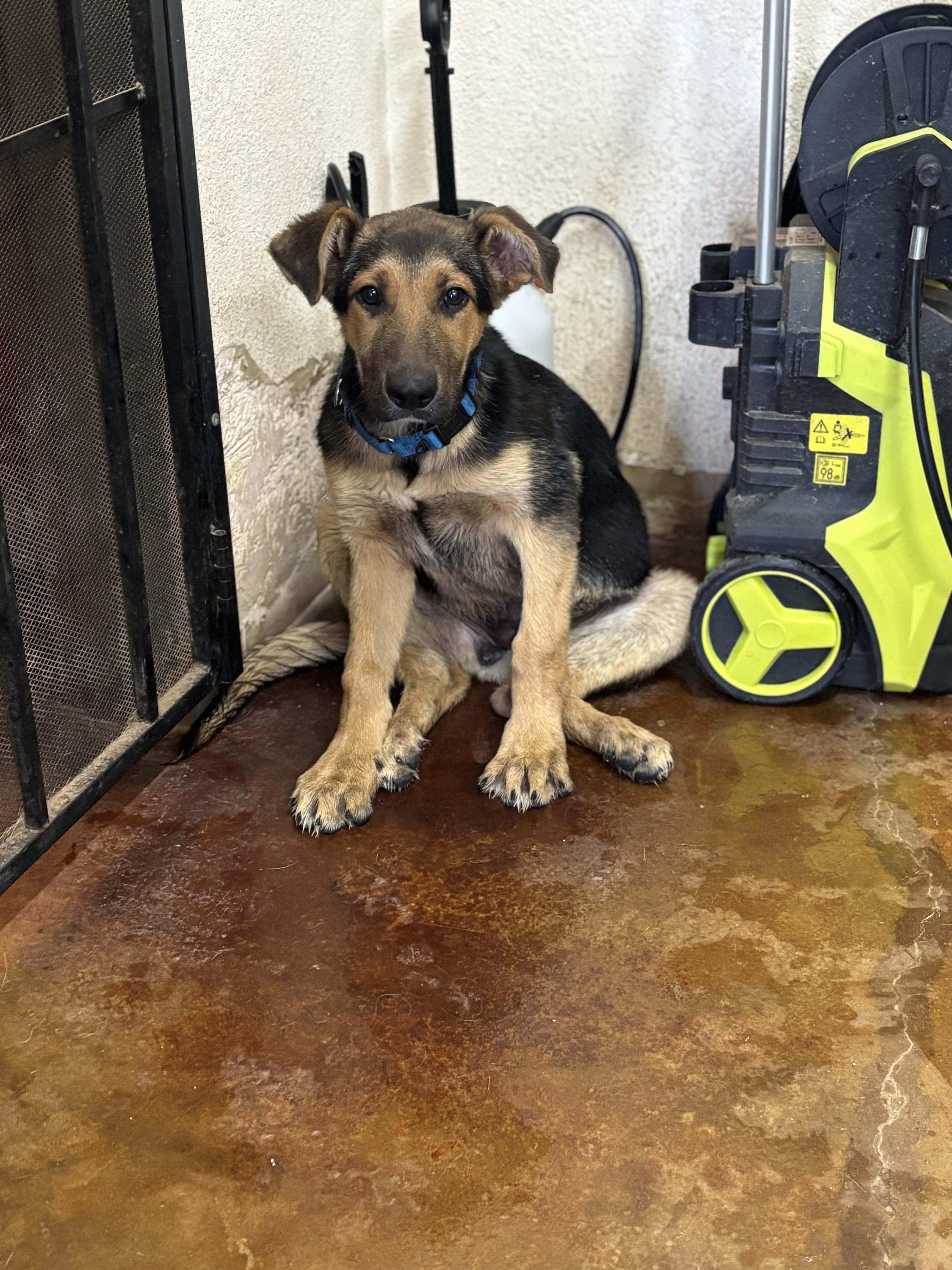 George, adopted, Young Male German Shepherd Dog.