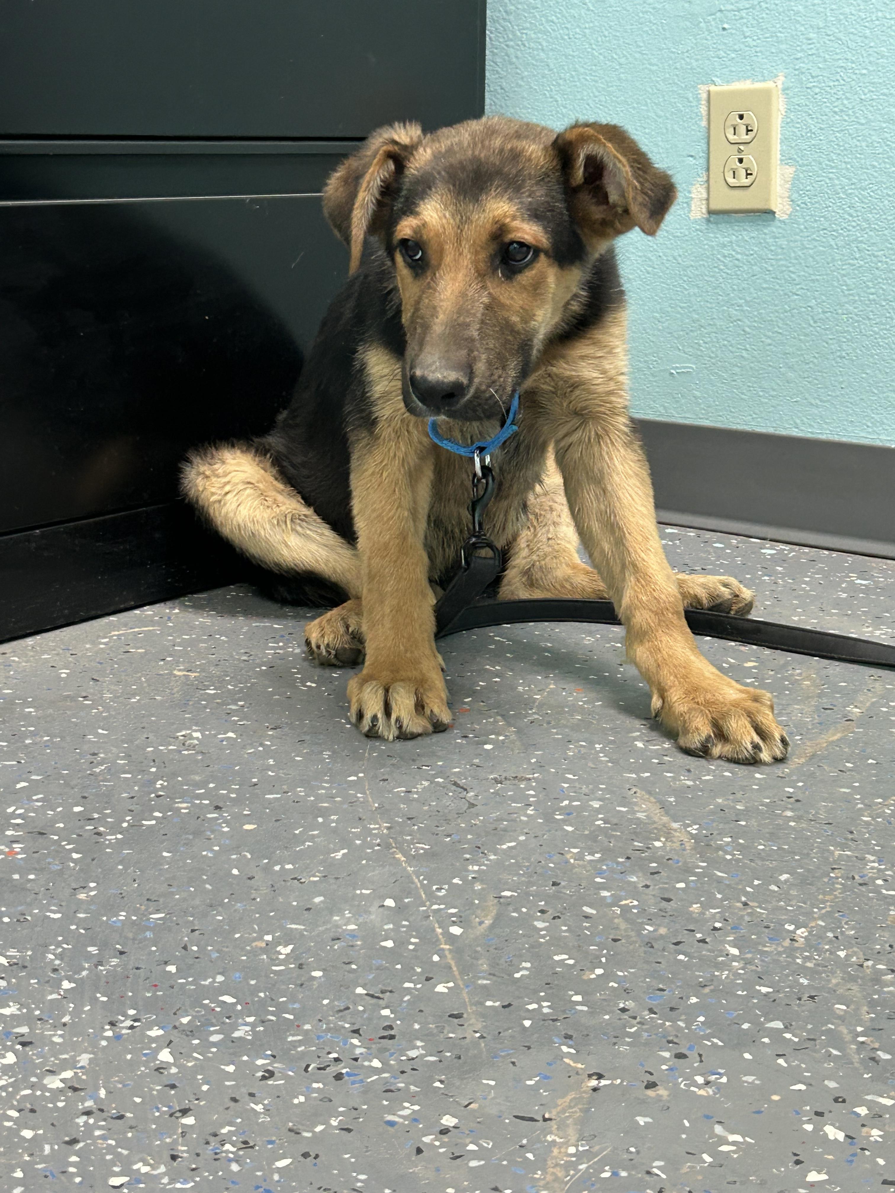 George, an adopted mixed breed in Fort Collins, CO image 2/2