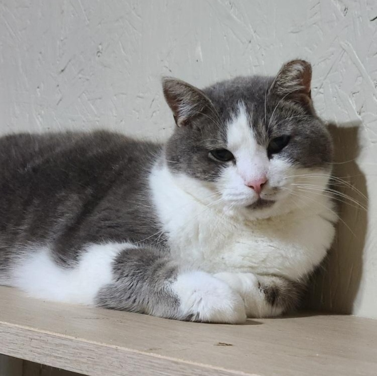 Enlarge SOLSTICE *CAN'T WAIT TO MELT YOUR HEART*, a Adoptable Domestic Short Hair in Barron, WI image 2/5