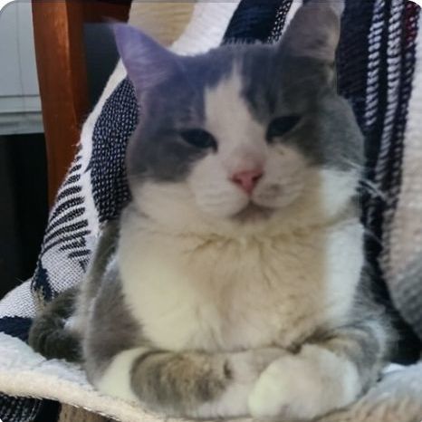 Enlarge SOLSTICE *CAN'T WAIT TO MELT YOUR HEART*, a Adoptable Domestic Short Hair in Barron, WI image 4/5