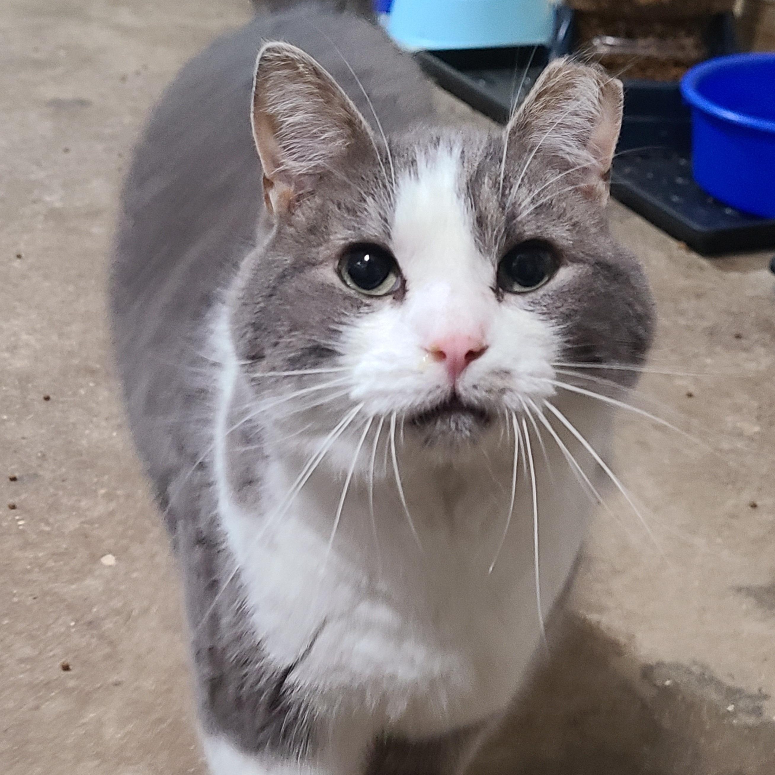 Enlarge SOLSTICE *CAN'T WAIT TO MELT YOUR HEART*, a Adoptable Domestic Short Hair in Barron, WI image 1/5