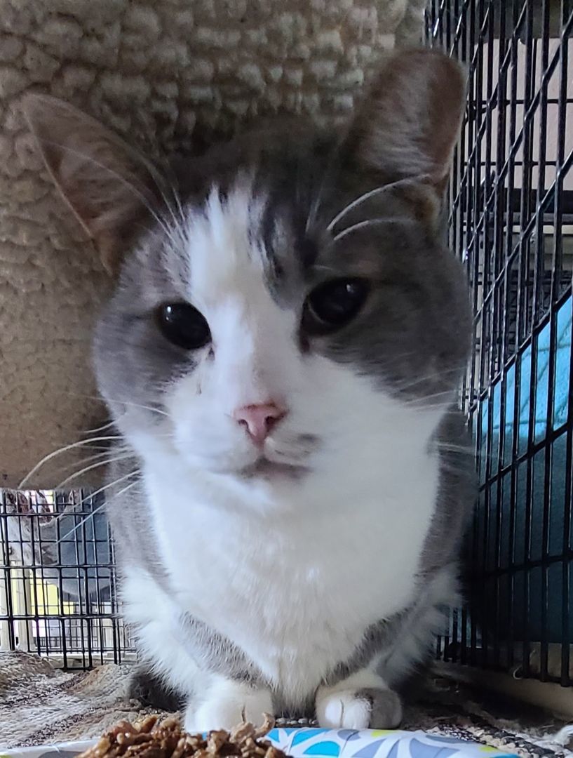 Enlarge SOLSTICE *CAN'T WAIT TO MELT YOUR HEART*, a Adoptable Domestic Short Hair in Barron, WI image 5/5