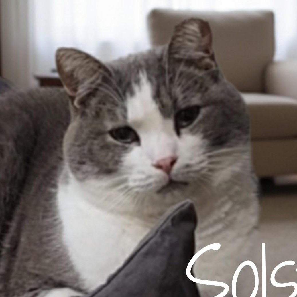 Enlarge SOLSTICE >>The World’s Most Charming Introvert<<, a Adoptable Domestic Short Hair in Barron, WI image 1/5