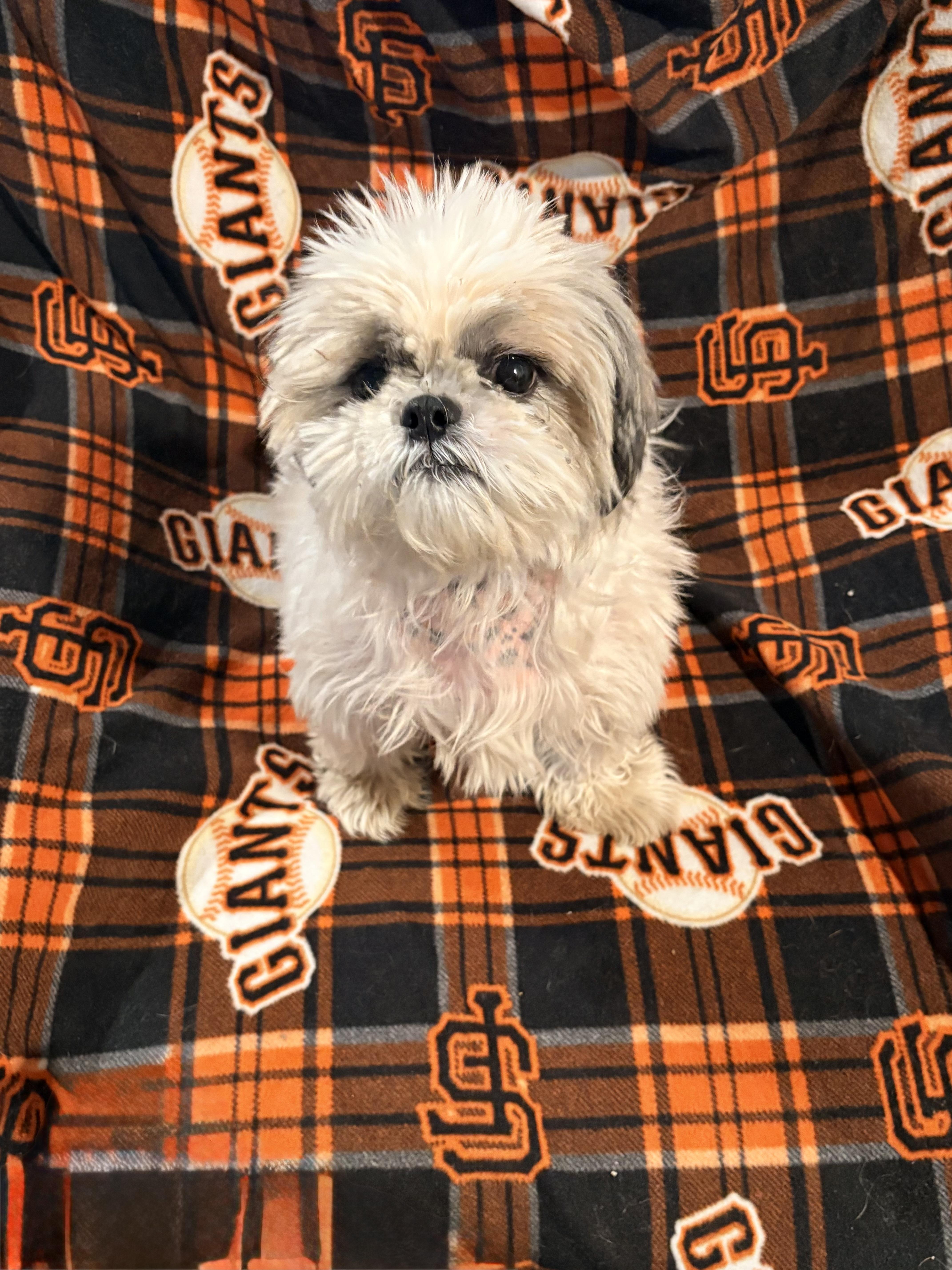 Enlarge Bandit, a ADOPTABLE Shih Tzu in valley springs, CA image 1/1