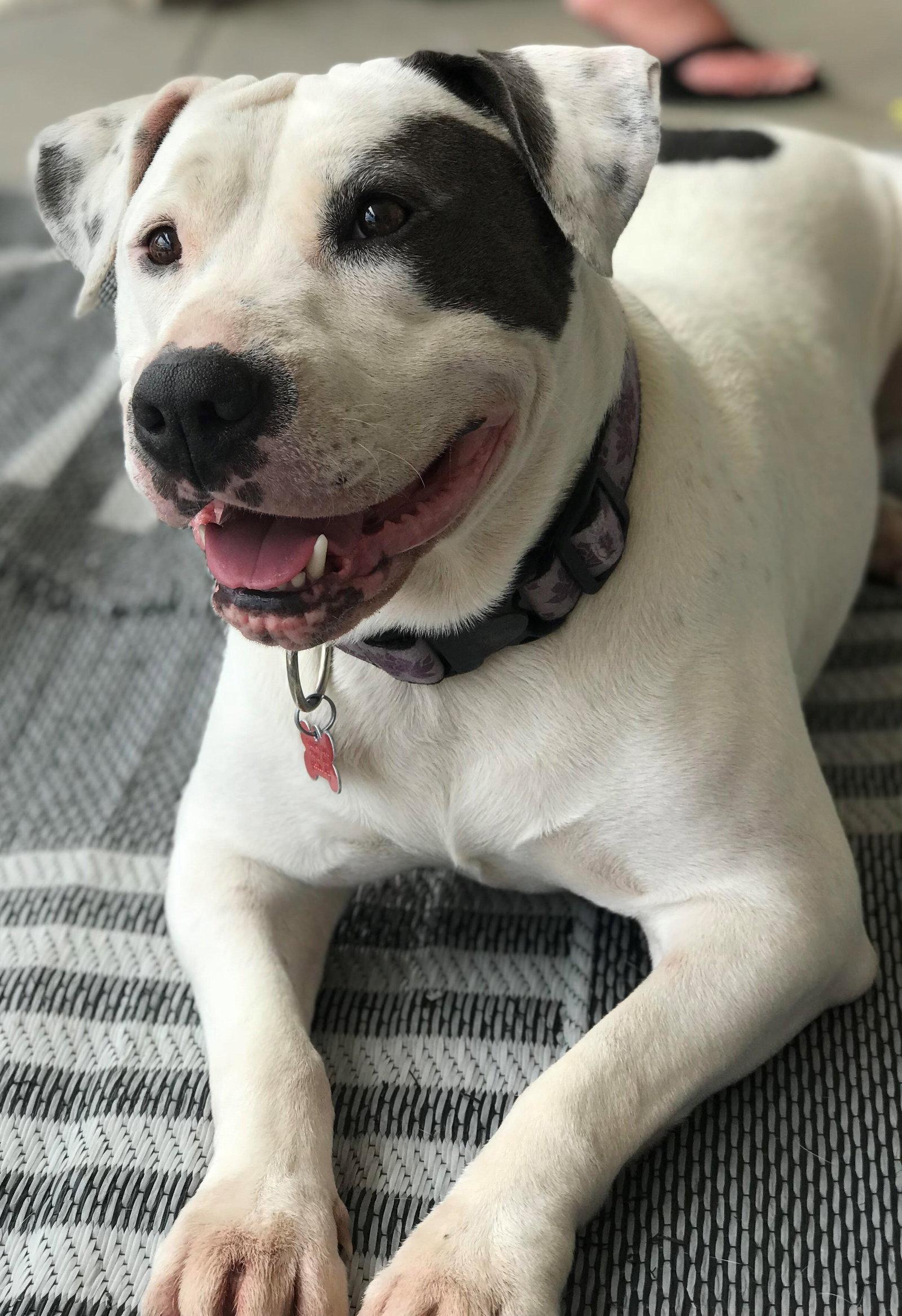 Lilyroo, Adoptable, Senior Female Pit Bull Terrier.