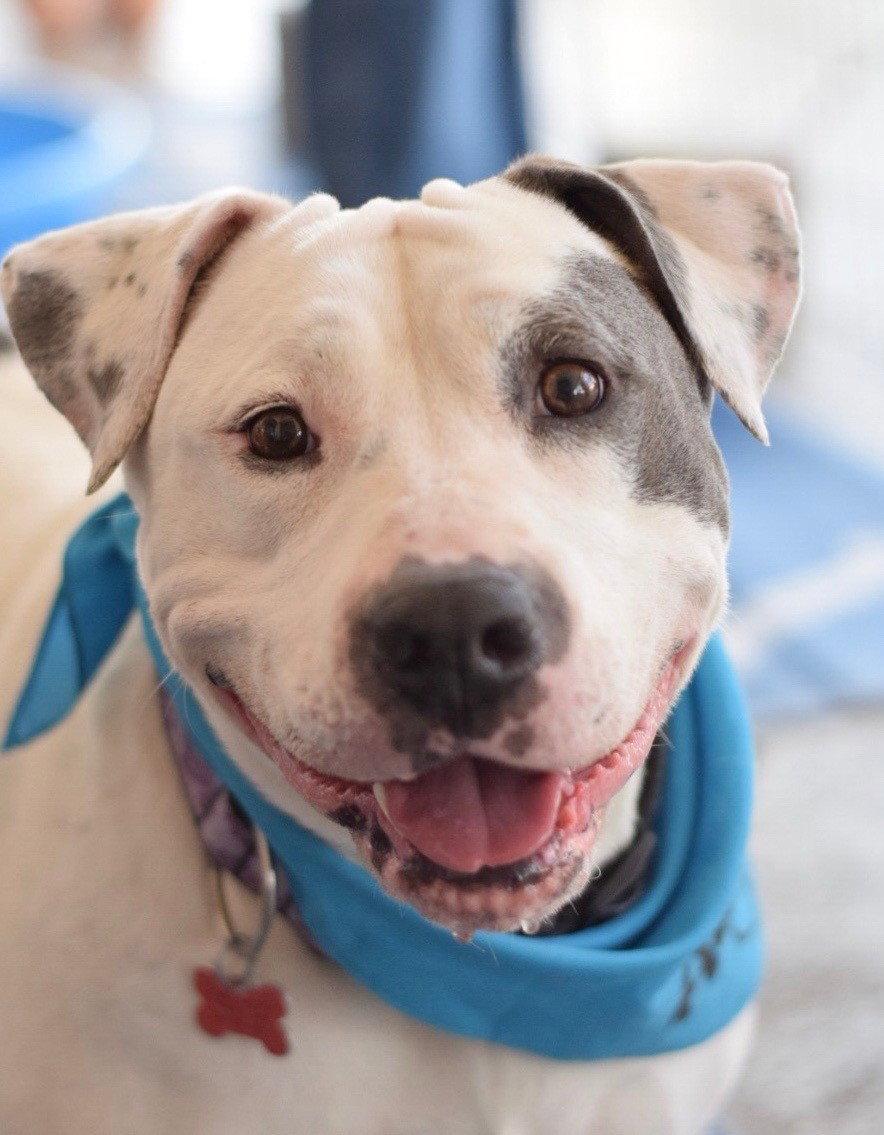 Enlarge Lilyroo, a Adoptable Pit Bull Terrier in San Diego, CA image 2/3