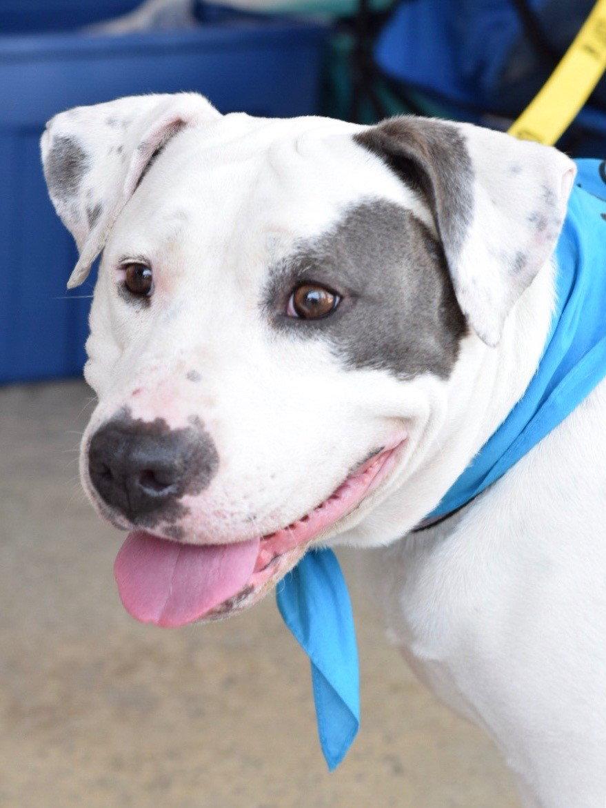 Enlarge Lilyroo, a Adoptable Pit Bull Terrier in San Diego, CA image 3/3