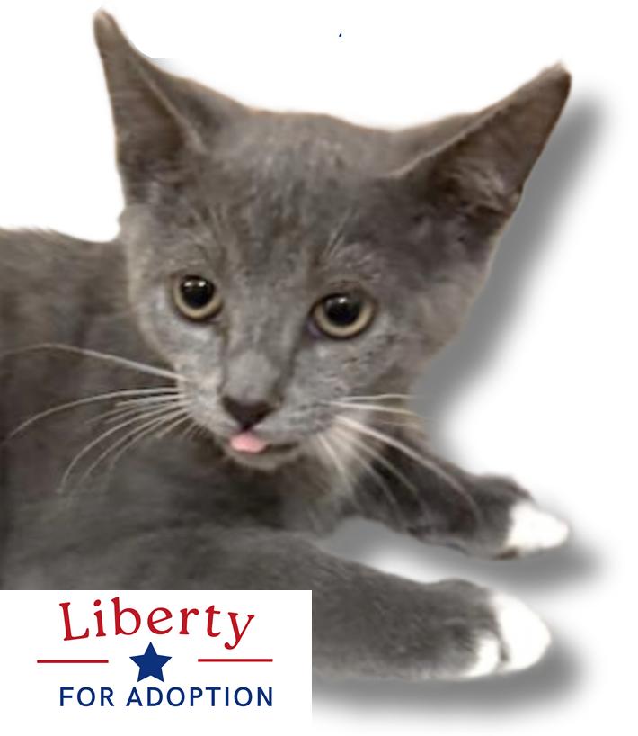 Liberty photo 5