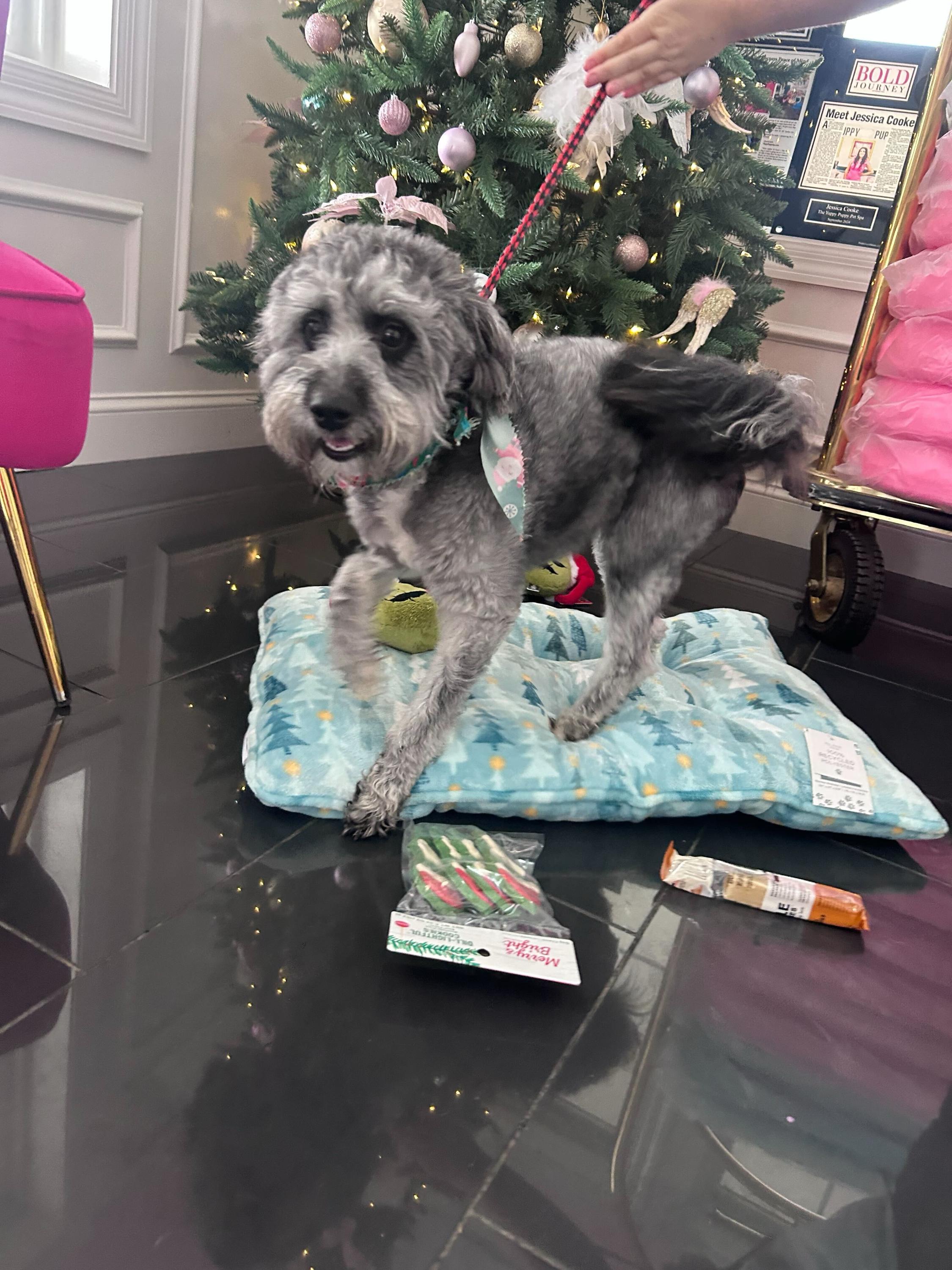 Eugene , ADOPTABLE, Young Male Schnauzer & Poodle.