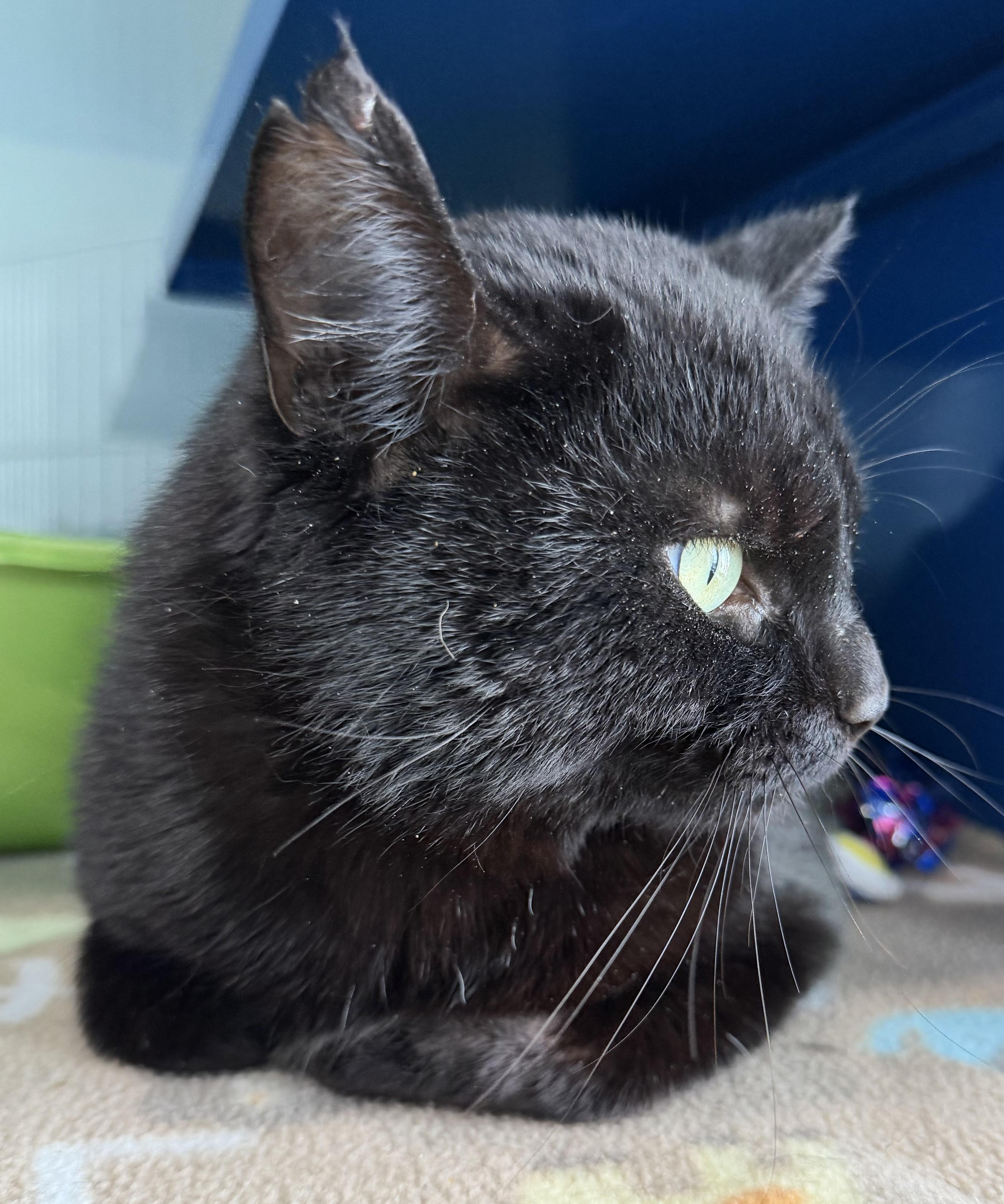 Enlarge Ned, an adopted Domestic Short Hair in Sault Sainte Marie, MI image 3/3