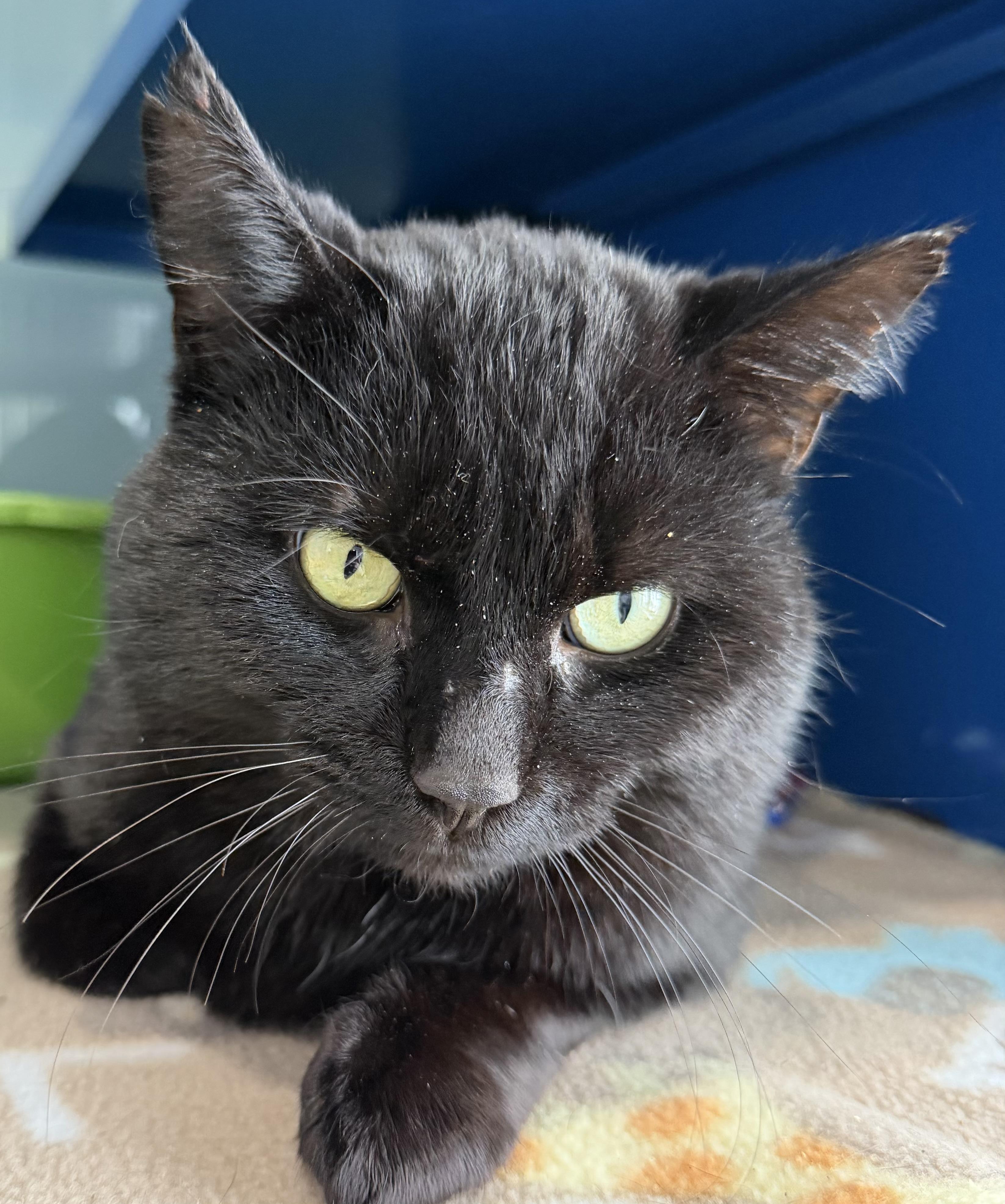 Enlarge Ned, an adopted Domestic Short Hair in Sault Sainte Marie, MI image 2/3