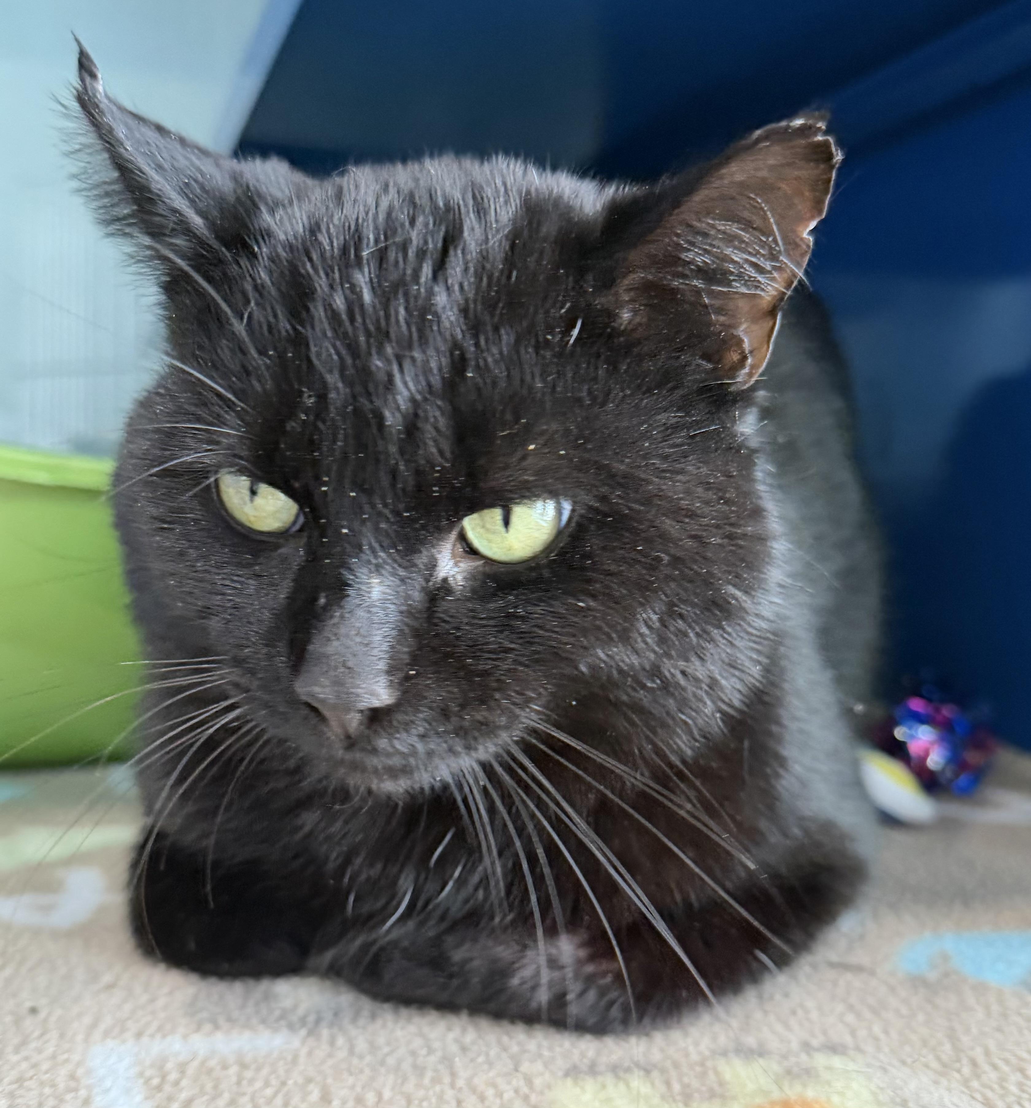 Enlarge Ned, an adopted Domestic Short Hair in Sault Sainte Marie, MI image 1/3