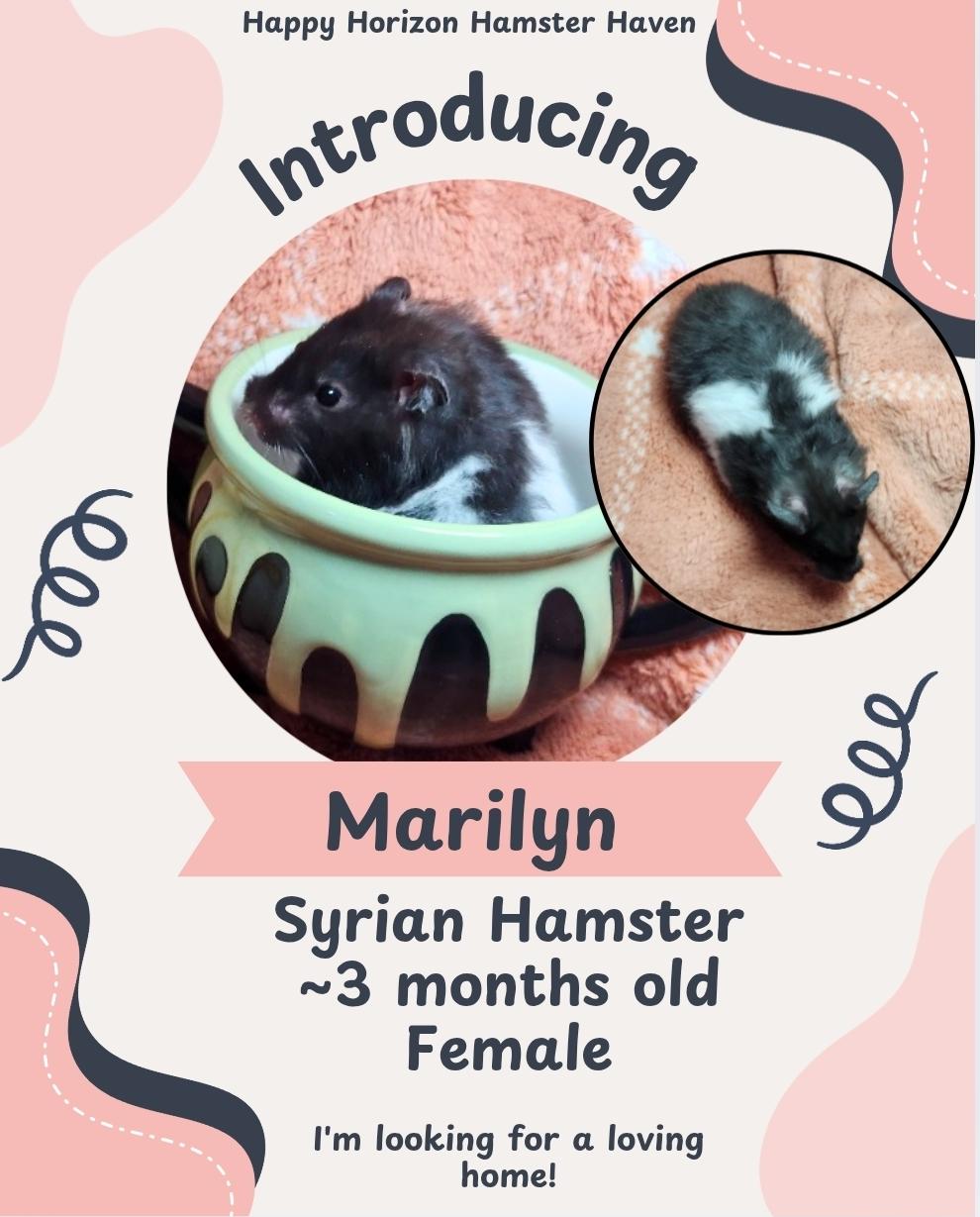 The Wednesday Bunch, Adoptable, Baby Female Hamster.