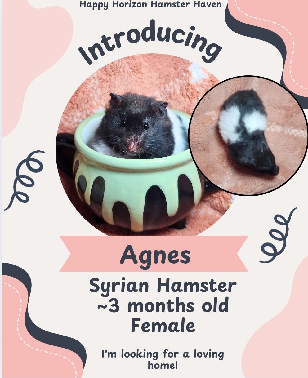 The Wednesday Bunch, a Adoptable Hamster image 2/2