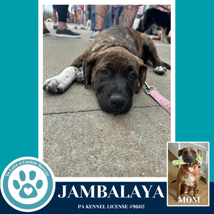 Jambalaya (Noelle's Mardi Gras Paw-rade pups) 010326, Adoptable, Puppy Female Shepherd & Pit Bull Terrier.