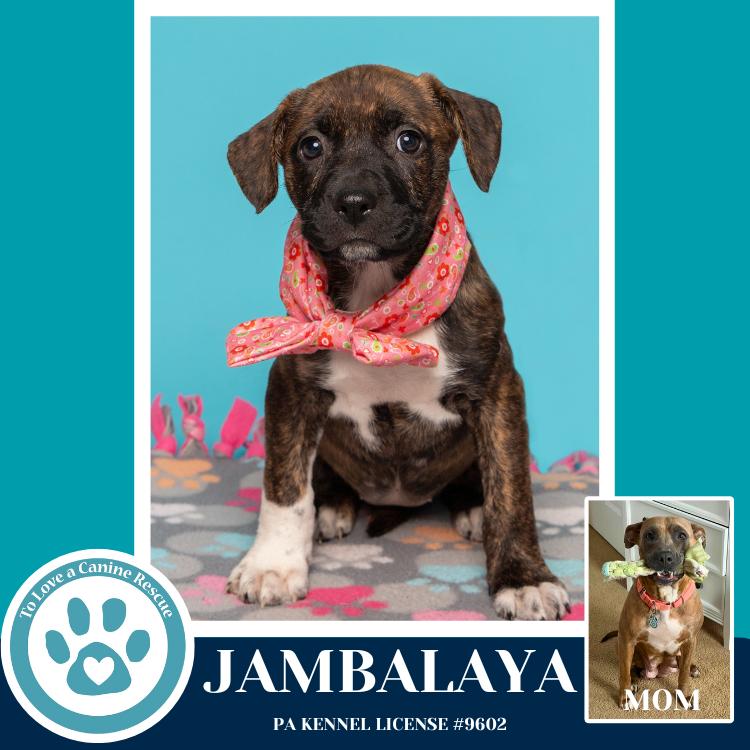 Enlarge Jambalaya (Noelle's Mardi Gras Paw-rade pups) 010326, a Adoptable mixed breed in Kimberton, PA image 2/3
