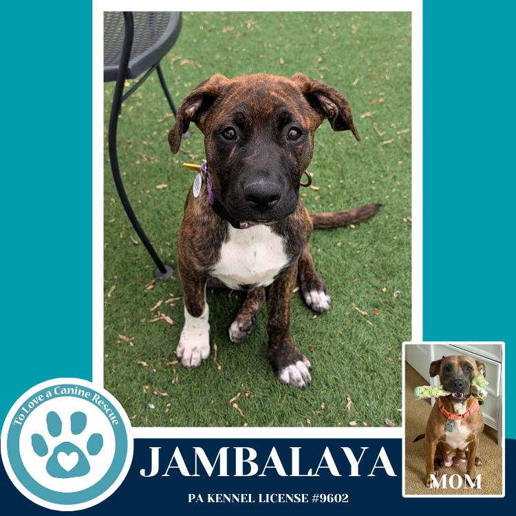 Jambalaya (Noelle's Mardi Gras Paw-rade pups) 010326, Adoptable, Puppy Female Shepherd & Pit Bull Terrier.
