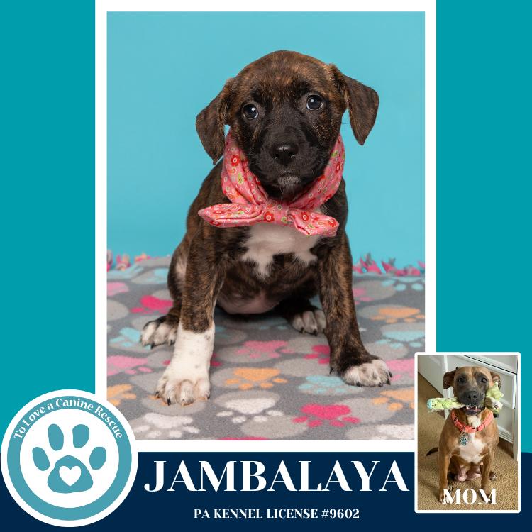 Enlarge Jambalaya (Noelle's Mardi Gras Paw-rade pups) 010326, a Adoptable mixed breed in Kimberton, PA image 3/3