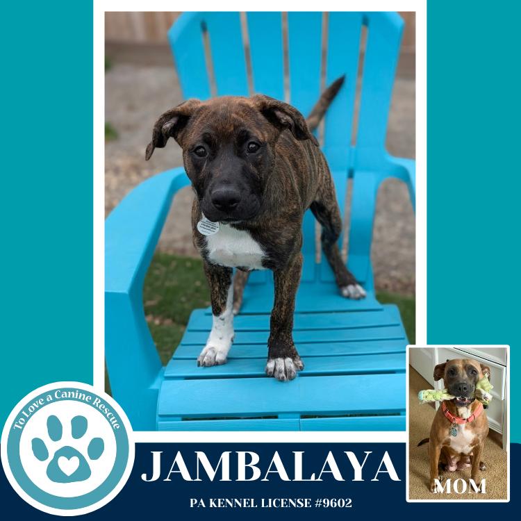 Enlarge Jambalaya (Noelle's Mardi Gras Paw-rade pups) 010326, a Adoptable mixed breed in Kimberton, PA image 2/6