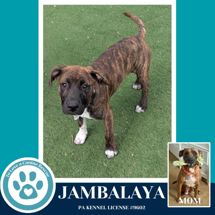 Enlarge Jambalaya (Noelle's Mardi Gras Paw-rade pups) 010326, a Adoptable mixed breed in Kimberton, PA image 3/6