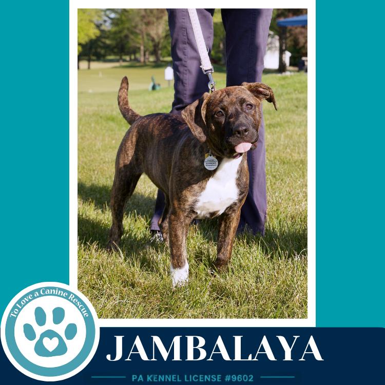 Enlarge Jambalaya (Noelle's Mardi Gras Paw-rade pups) 010326, a Adoptable mixed breed in Kimberton, PA image 4/6