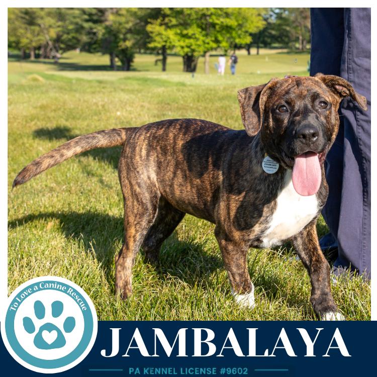 Enlarge Jambalaya (Noelle's Mardi Gras Paw-rade pups) 010326, a Adoptable mixed breed in Kimberton, PA image 5/6